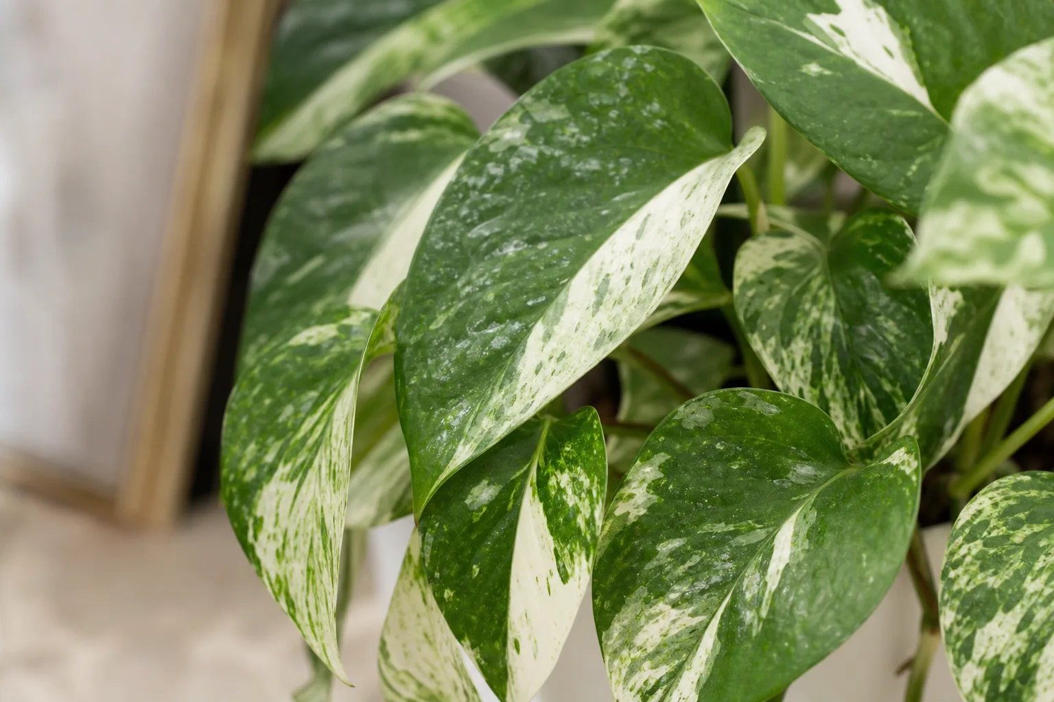 White Spots on Manjula Pothos - visible symptom on the plant
