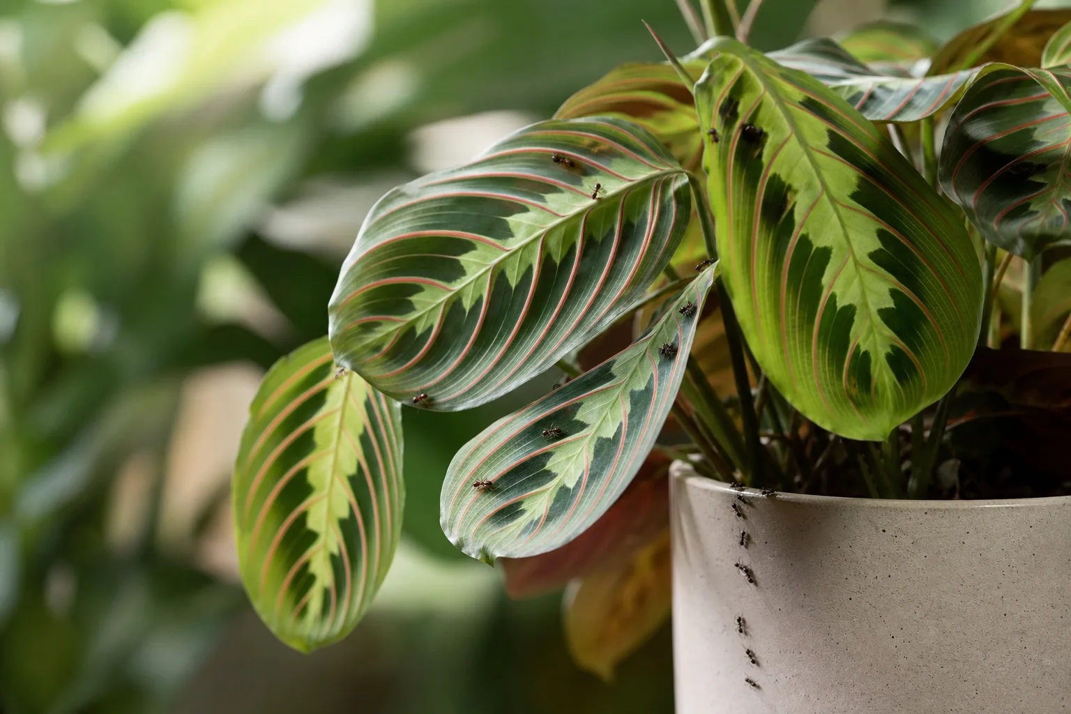 Ants on Plant on Maranta Leuconeura - visible symptom on the plant