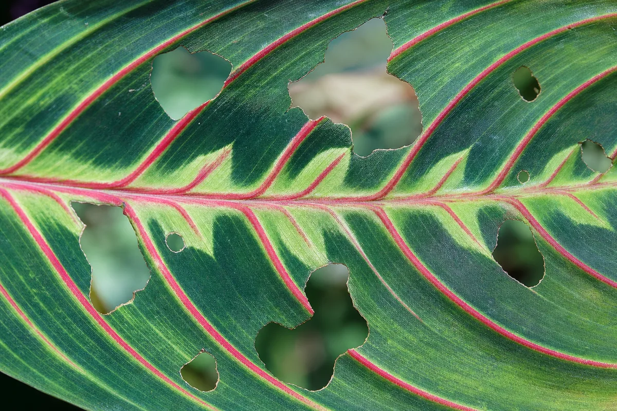 Close-up of Caterpillars on Maranta Leuconeura - diagnostic detail