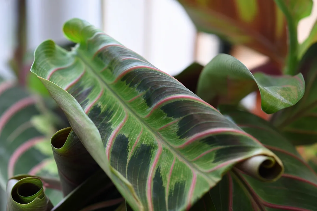 Prayer plant leaves curling inward from dry indoor air beside a heating season windowsill
