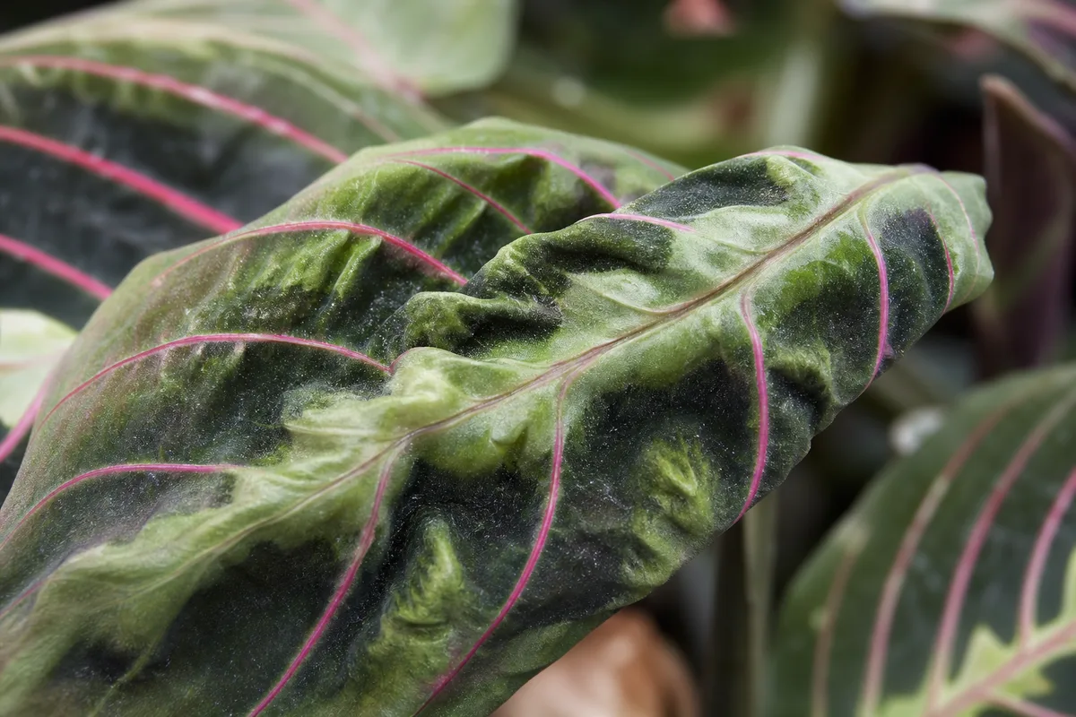 Curled and distorted prayer plant leaves for diagnosis