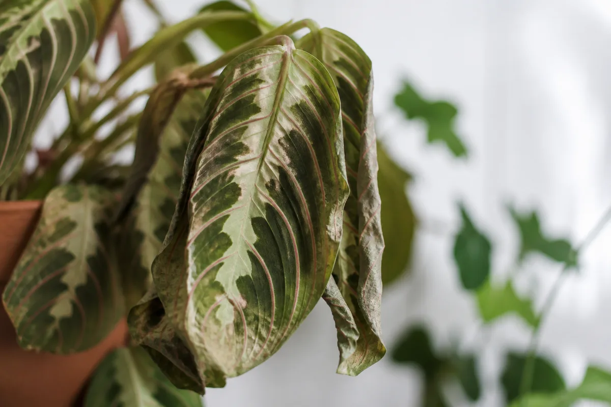 Close-up of Drooping Leaves on Maranta Leuconeura - diagnostic detail