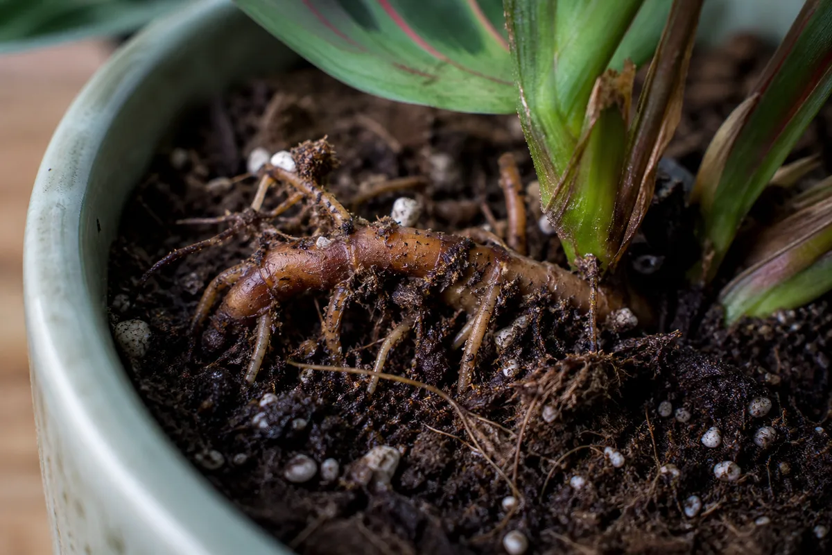 Close-up of Exposed Roots on Maranta Leuconeura - diagnostic detail