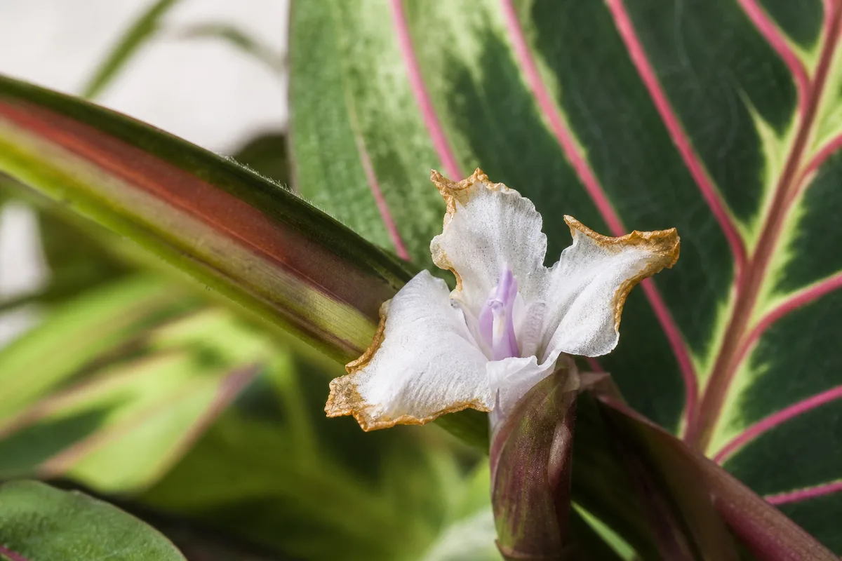 Close-up of Flowers Turning Brown on Maranta Leuconeura - diagnostic detail