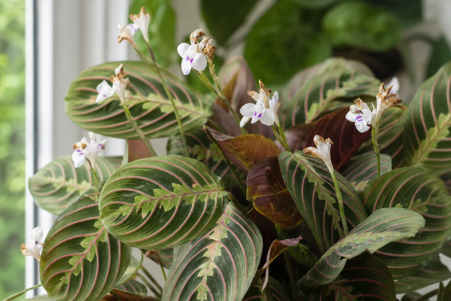 Flowers Turning Brown on Maranta Leuconeura - visible symptom on the plant