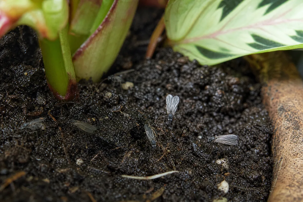 Close-up of Fungus Gnats on Maranta Leuconeura - diagnostic detail