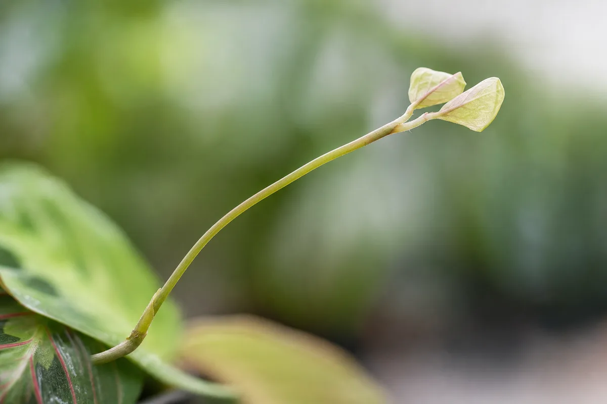 Close-up of Leggy Growth on Maranta Leuconeura - diagnostic detail