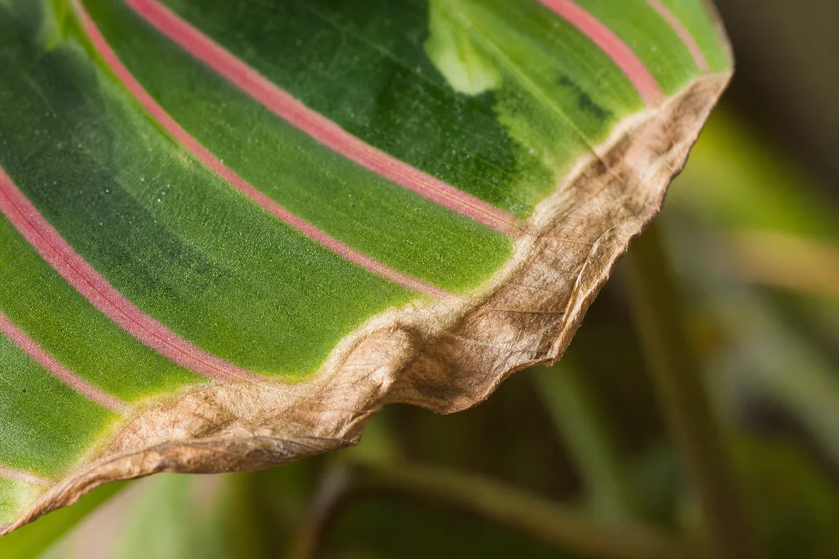 Close-up of Low Humidity on Maranta Leuconeura - diagnostic detail
