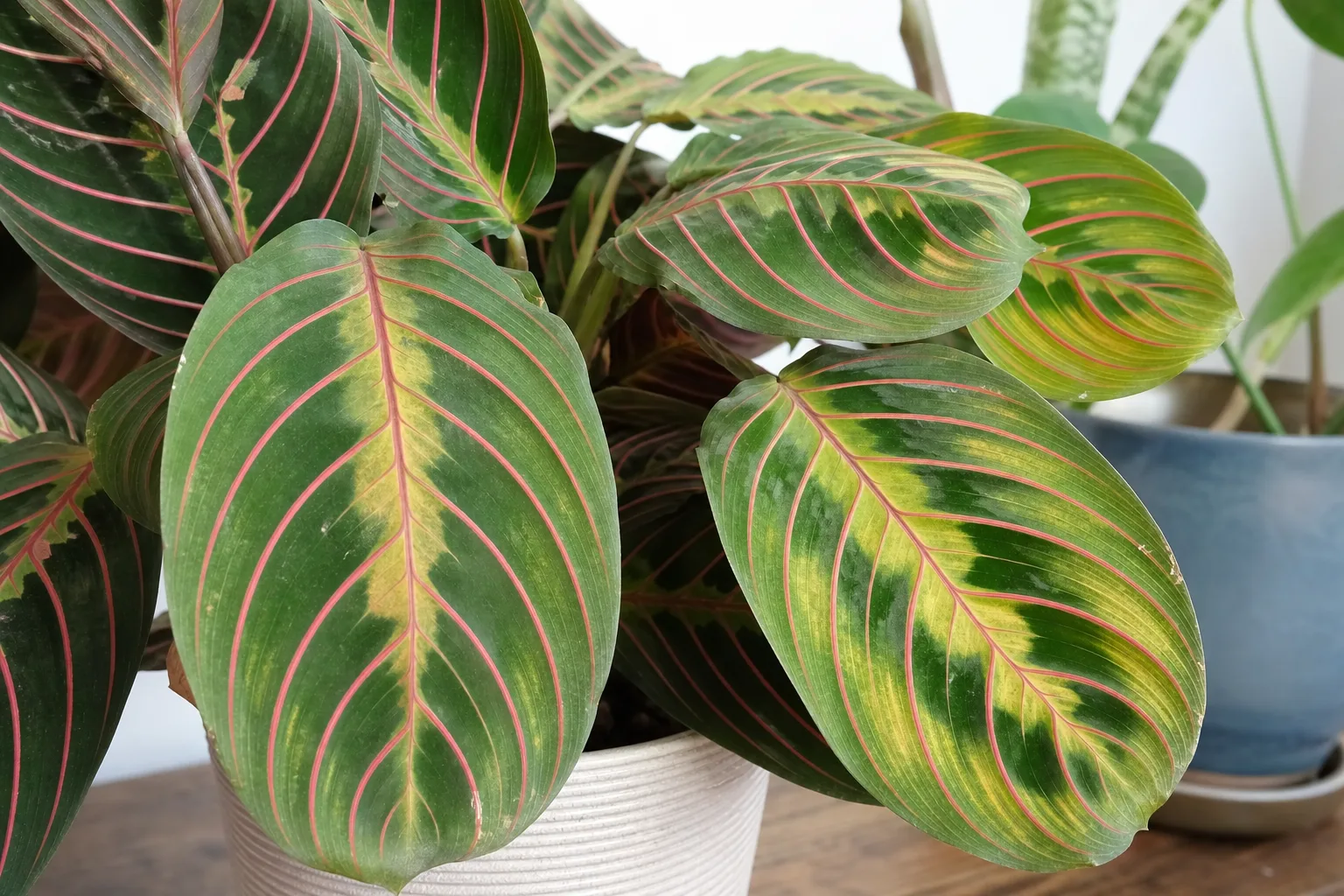 Magnesium Deficiency on Maranta Leuconeura - visible symptom on the plant