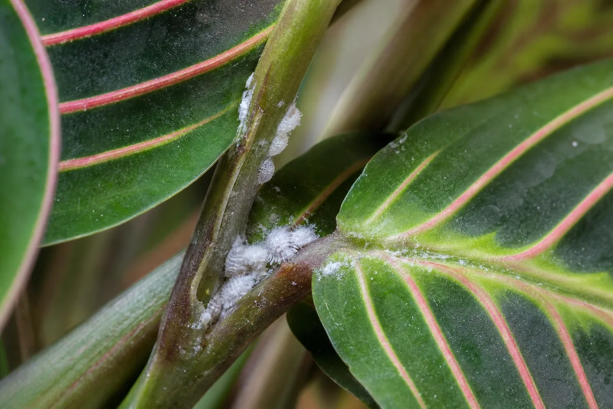 Close-up of Mealybugs on Maranta Leuconeura — diagnostic detail