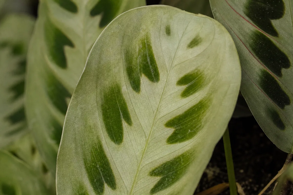 Close-up of Not Enough Light on Maranta Leuconeura - diagnostic detail