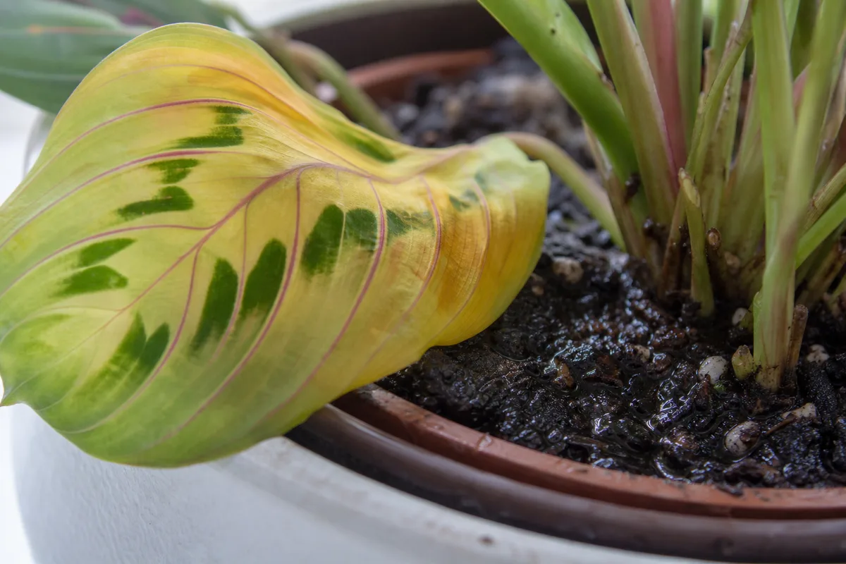 Close-up of Overwatering on Maranta Leuconeura - diagnostic detail