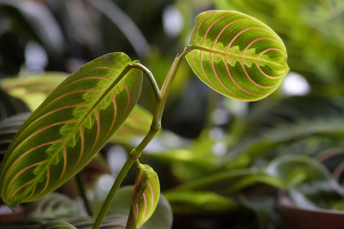 Close-up of Plant Leaning on Maranta Leuconeura - diagnostic detail