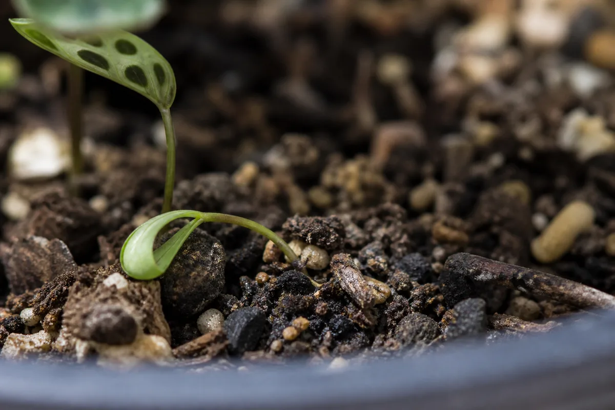 Close-up of Seedlings Falling Over on Maranta Leuconeura - diagnostic detail