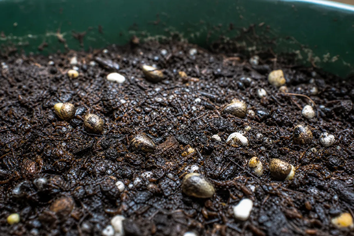 Close-up of Seeds Not Germinating on Maranta Leuconeura - diagnostic detail