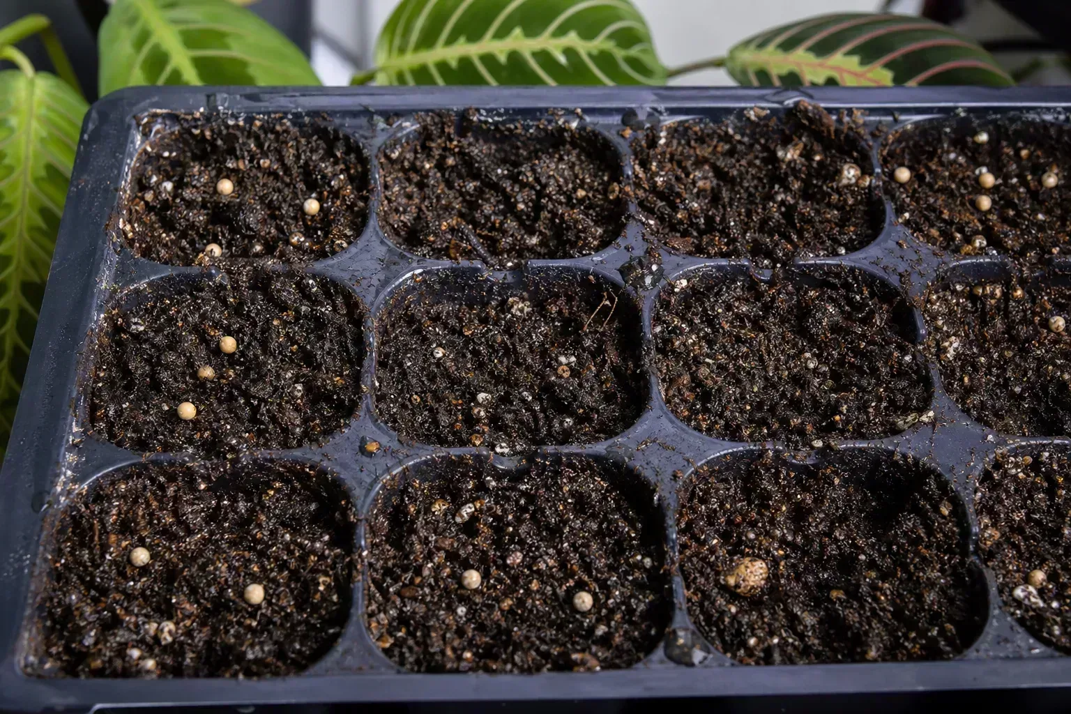 Seeds Not Germinating on Maranta Leuconeura - visible symptom on the plant