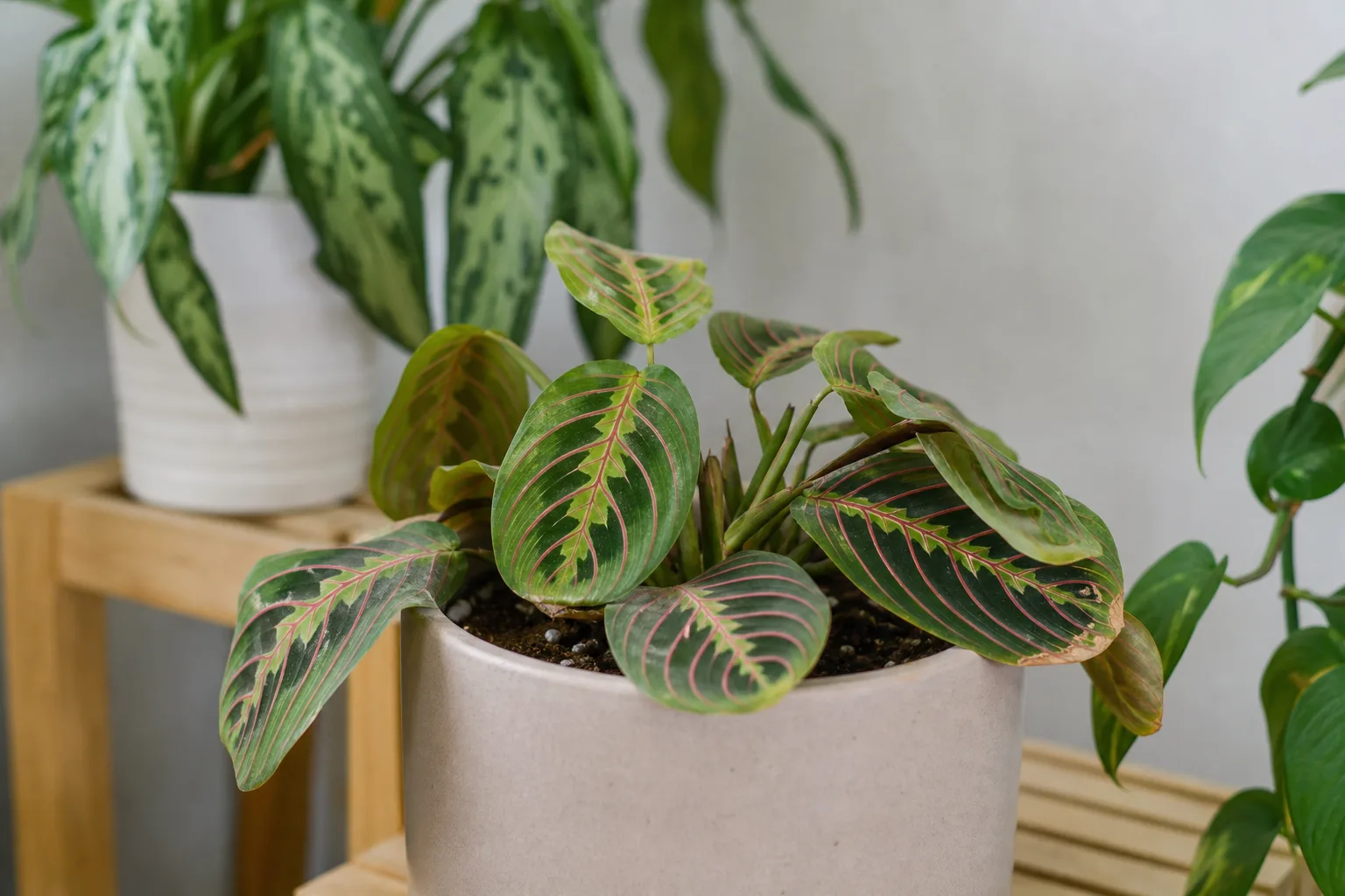 Slow Growth on Maranta Leuconeura - visible symptom on the plant