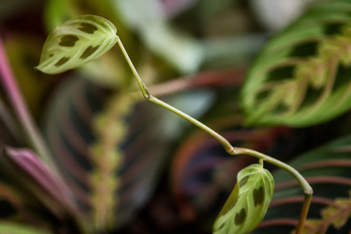 Close-up of Thin Stems on Maranta Leuconeura - diagnostic detail