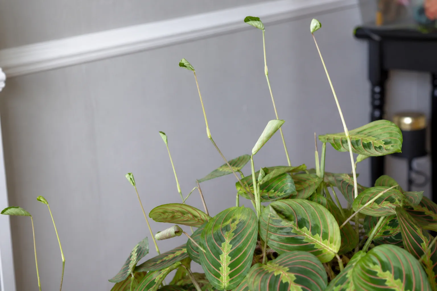 Thin Stems on Maranta Leuconeura - visible symptom on the plant