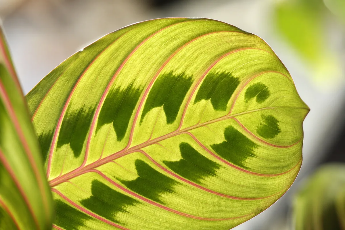 Close-up of Transparent Leaves on Maranta Leuconeura - diagnostic detail