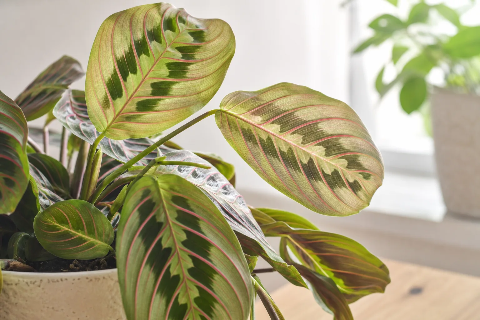 Transparent Leaves on Maranta Leuconeura - visible symptom on the plant