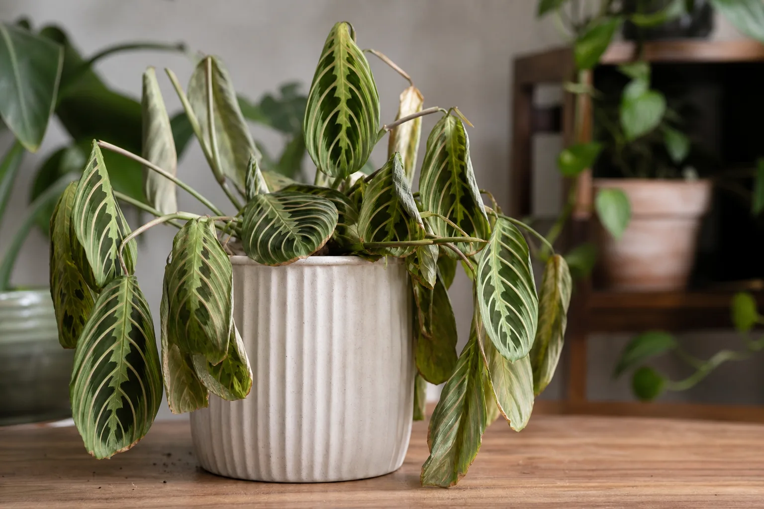 Transplant Shock on Maranta Leuconeura - visible symptom on the plant