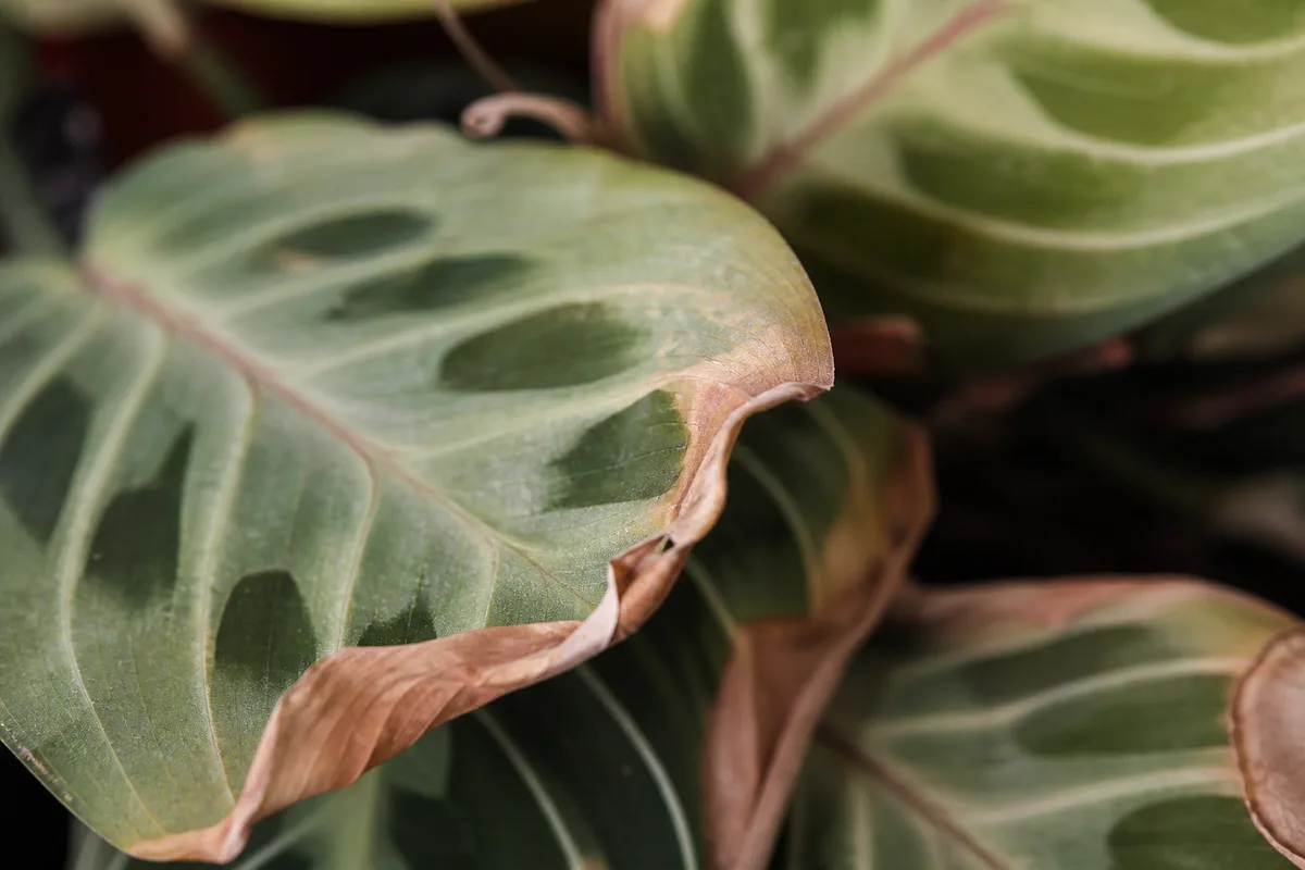 Close-up of Underwatering on Maranta Leuconeura - diagnostic detail