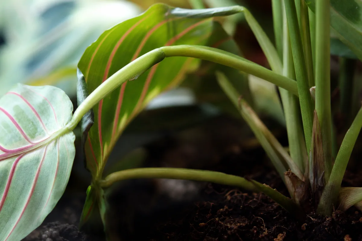 Close-up of Weak Stems on Maranta Leuconeura - diagnostic detail