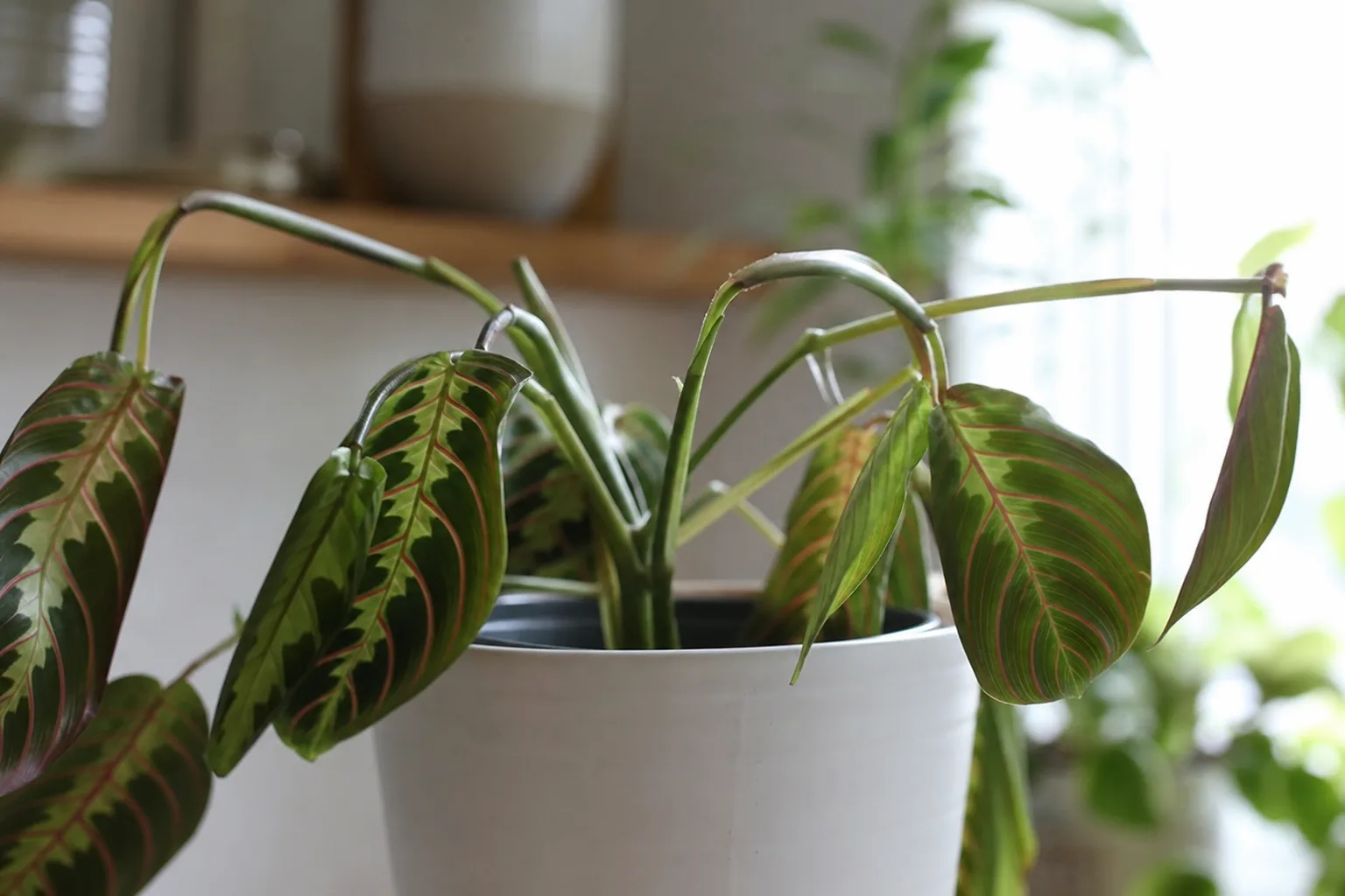 Weak Stems on Maranta Leuconeura - visible symptom on the plant