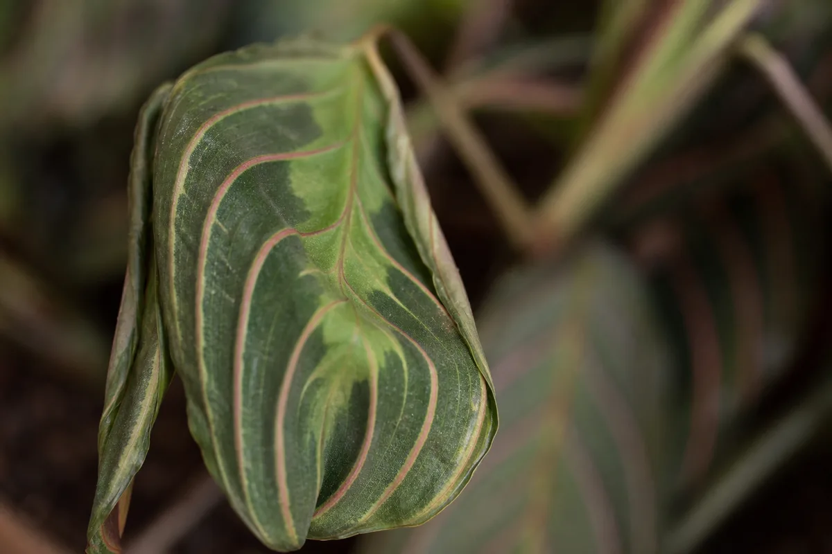 Close-up of Wilting on Maranta Leuconeura - diagnostic detail