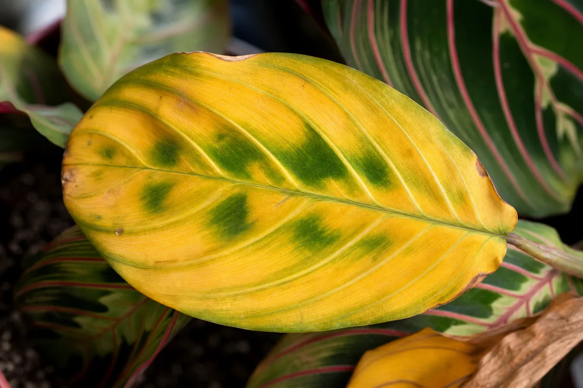 Close-up of Yellow Leaves on Maranta Leuconeura - diagnostic detail