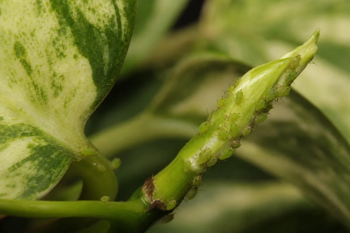Close-up of Aphids on Marble Queen Pothos - diagnostic detail