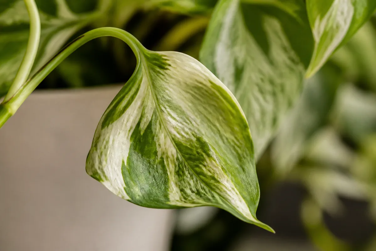 Close-up of Drooping Leaves on Marble Queen Pothos - diagnostic detail