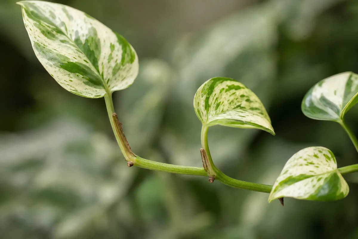 Close-up of Leggy Growth on Marble Queen Pothos - diagnostic detail