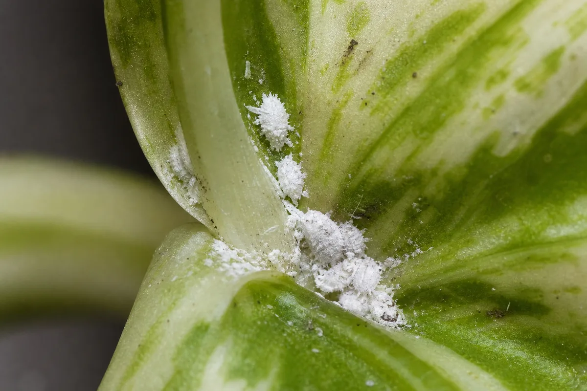 Close-up of Mealybugs on Marble Queen Pothos - diagnostic detail
