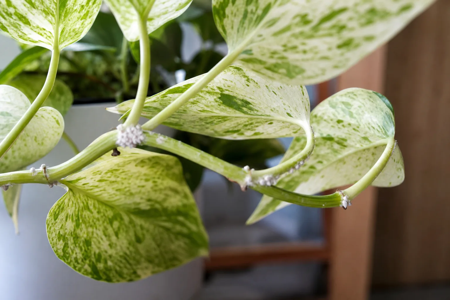 Mealybugs on Marble Queen Pothos - visible symptom on the plant