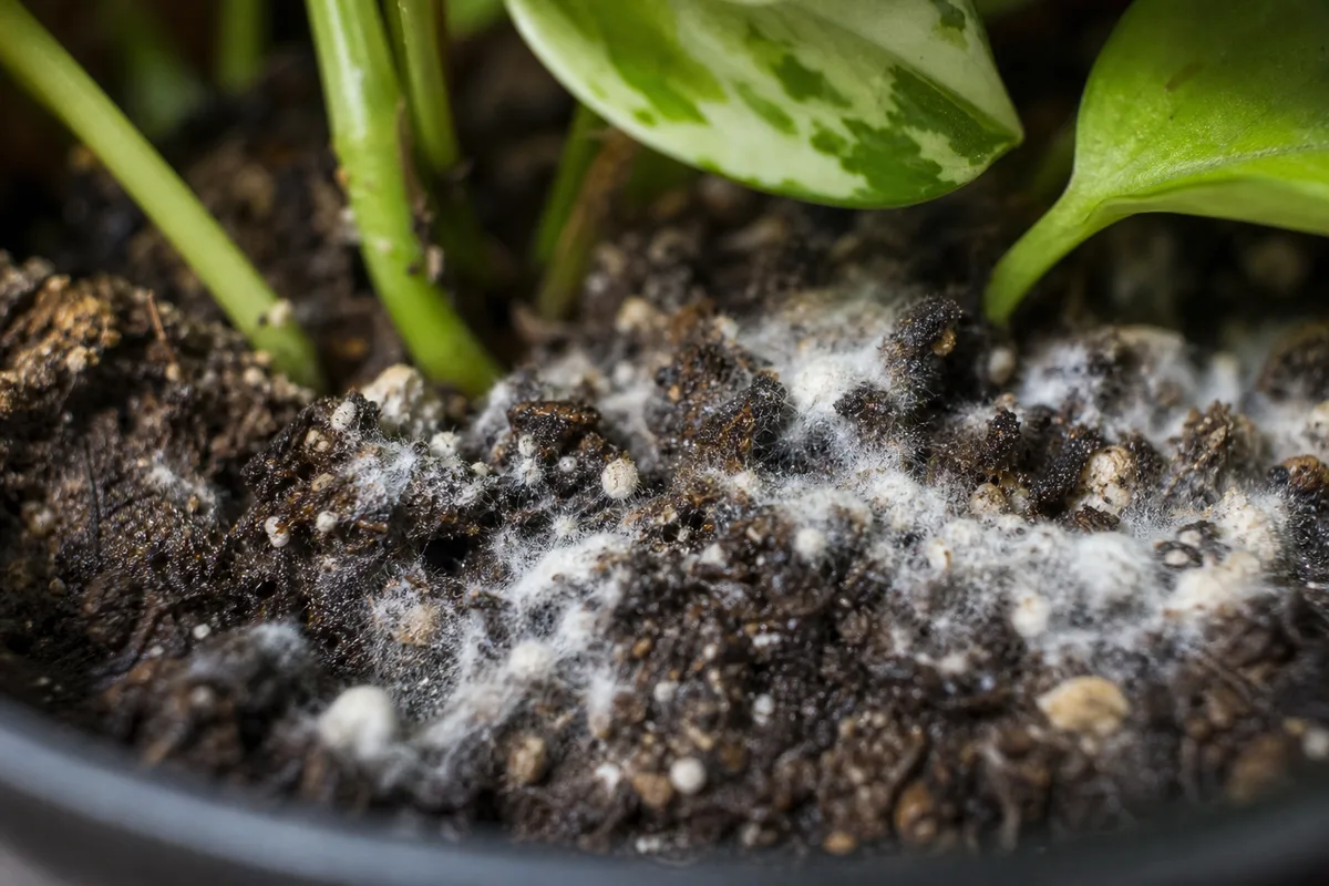 Close-up of Mold on Soil on Marble Queen Pothos - diagnostic detail