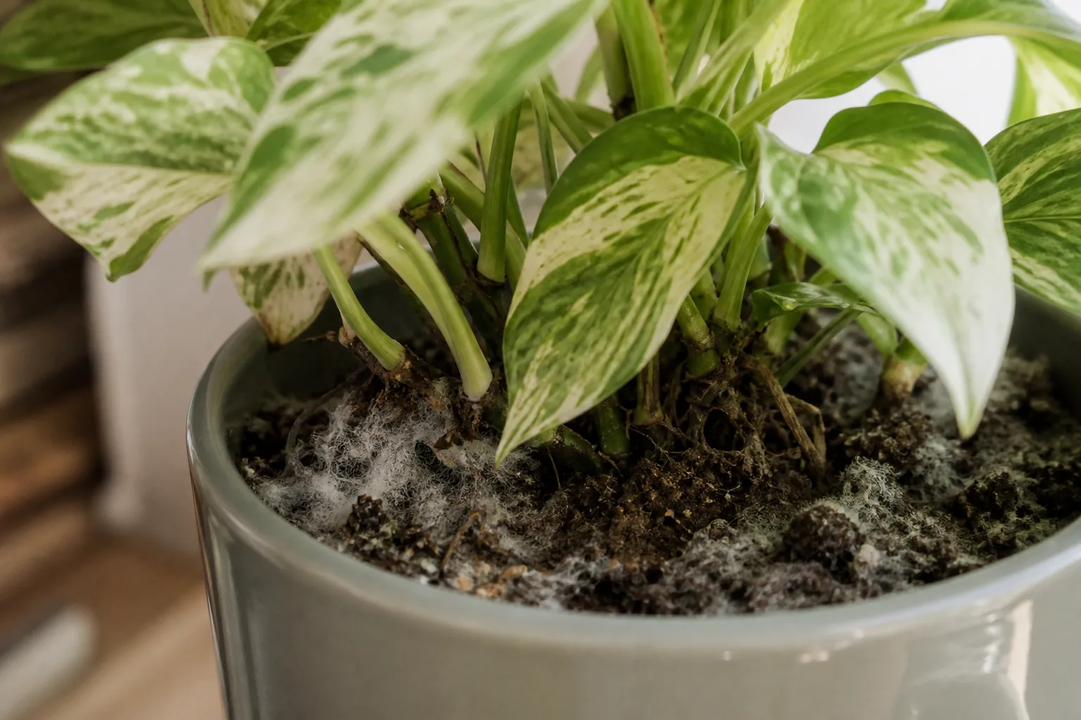 Mold on Soil on Marble Queen Pothos - visible symptom on the plant