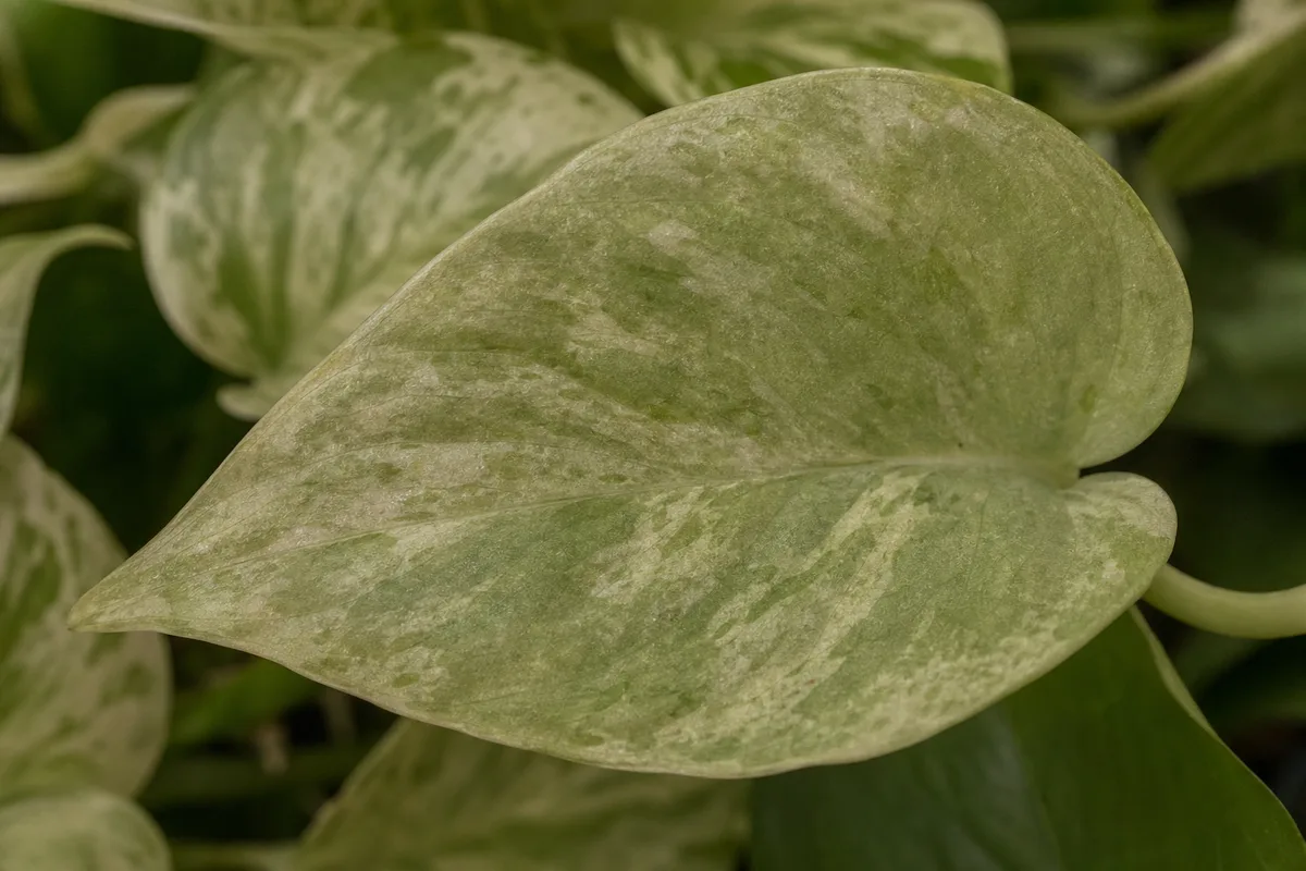 Close-up of Not Enough Light on Marble Queen Pothos - diagnostic detail