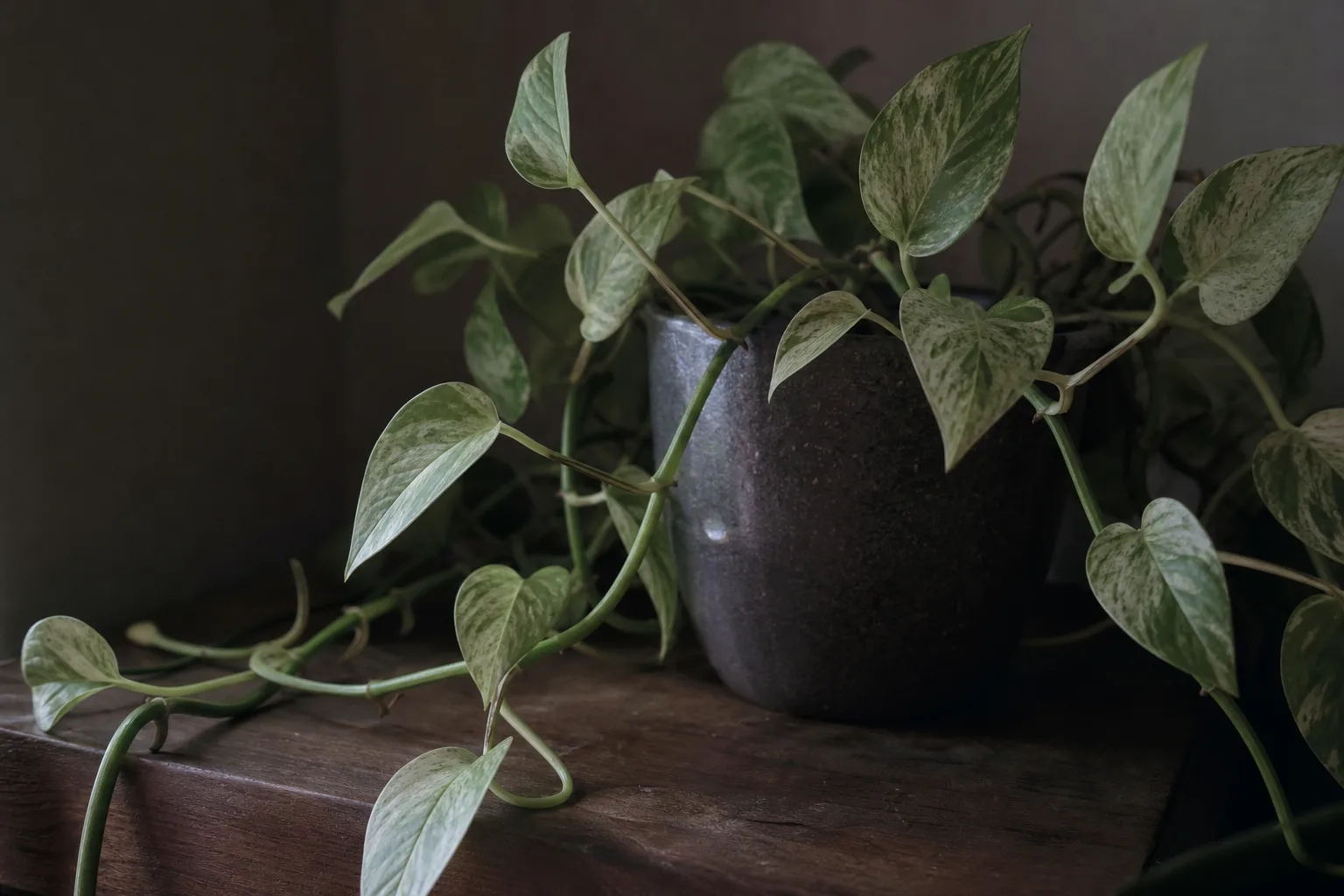 Not Enough Light on Marble Queen Pothos - visible symptom on the plant