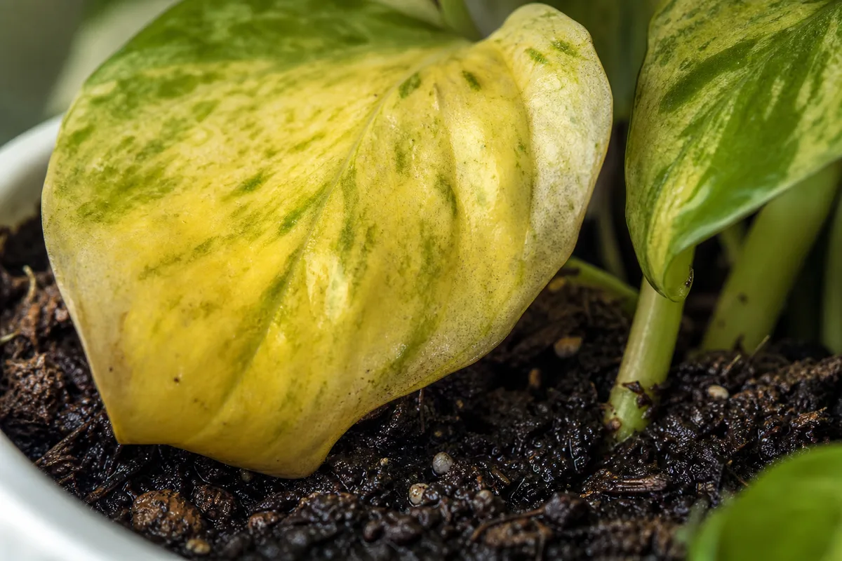 Close-up of Overwatering on Marble Queen Pothos - diagnostic detail
