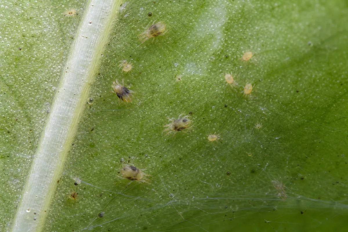 Close-up of Spider Mites on Marble Queen Pothos - diagnostic detail