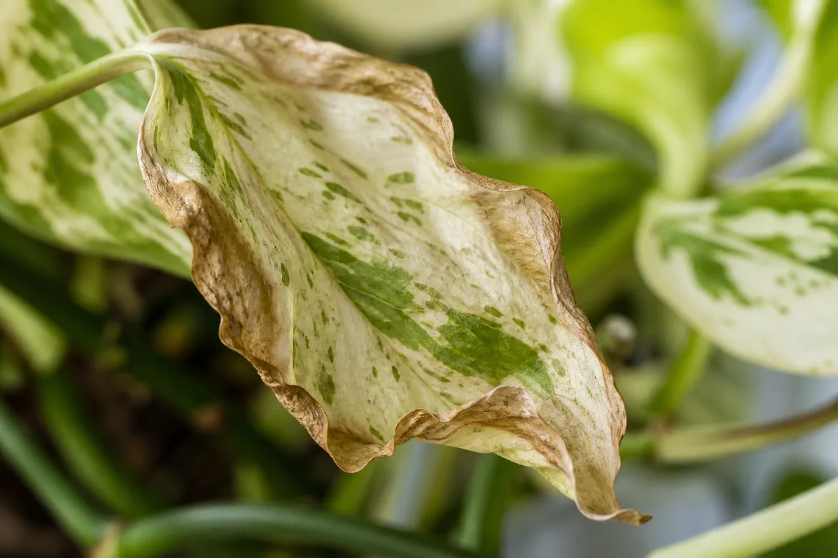 Close-up of Underwatering on Marble Queen Pothos - diagnostic detail