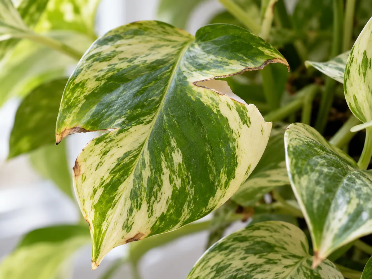 Close-up of wind-torn variegated leaves on Marble Queen Pothos - diagnostic detail