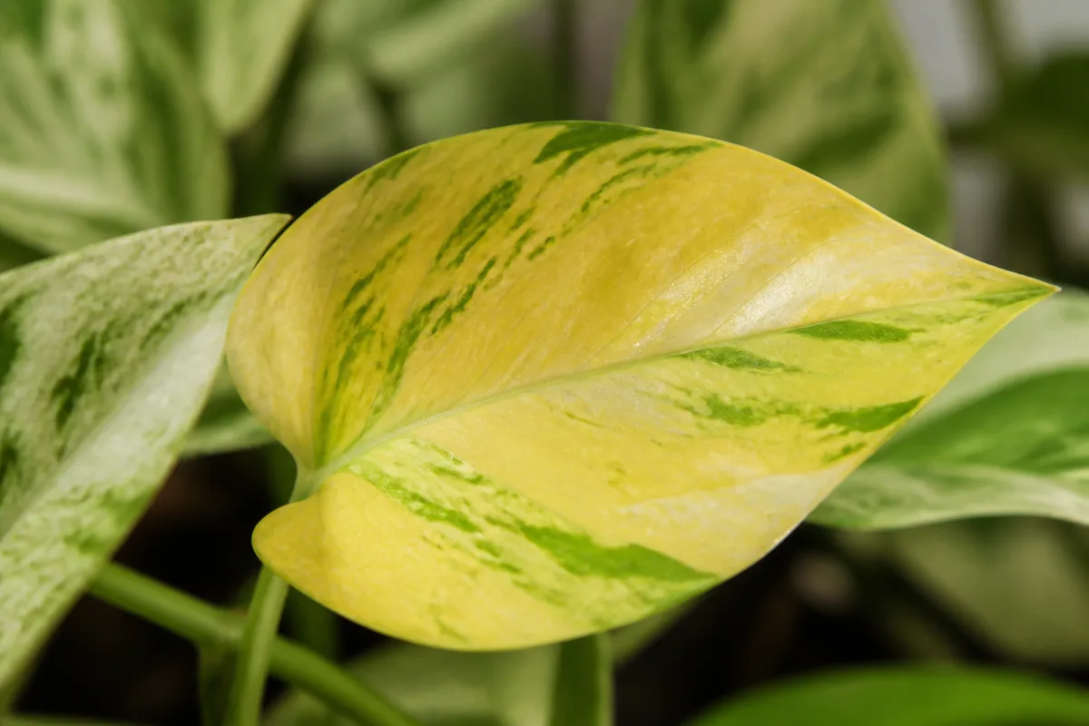 Close-up of Yellow Leaves on Marble Queen Pothos - diagnostic detail