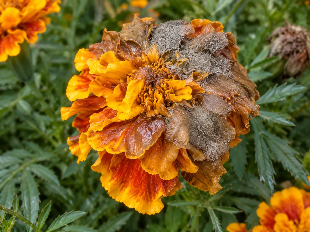 Close-up of water-soaked brown marigold petals with gray fuzzy Botrytis mold on a Tagetes flower head