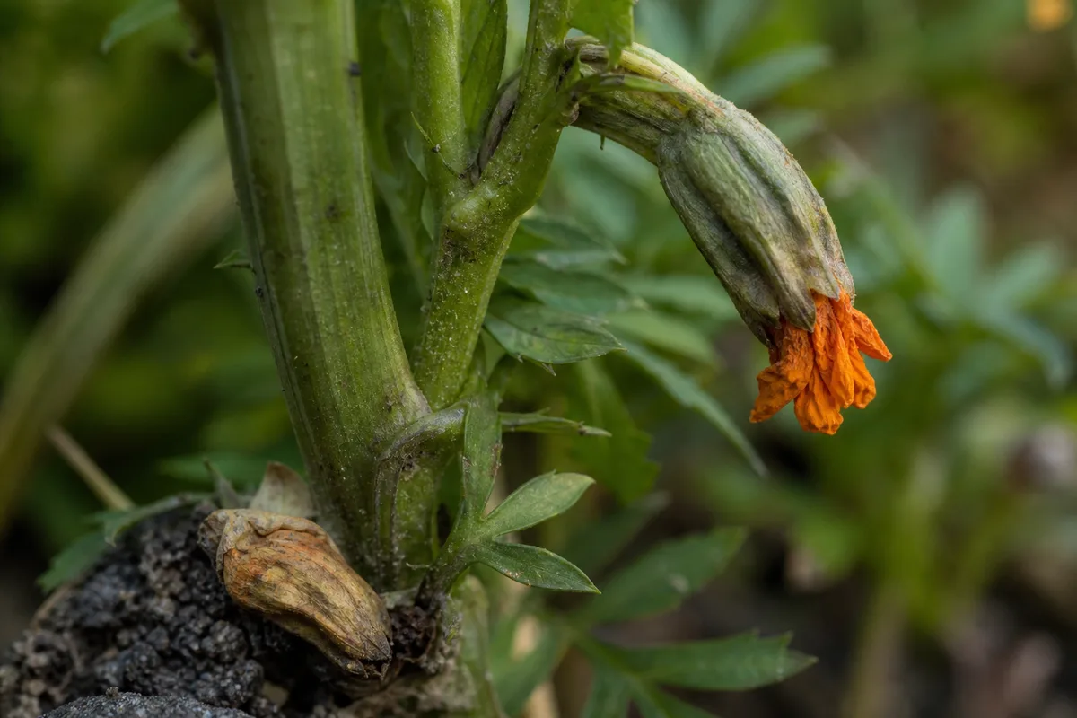 Close-up of Bud Drop on Marigold - diagnostic detail