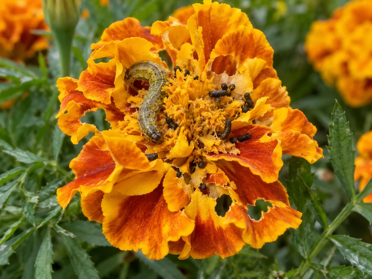 Close-up of caterpillar damage on marigold - chewed petals and frass in bloom