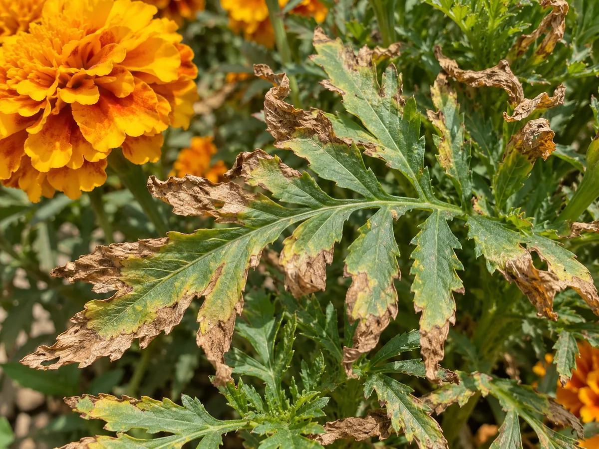 Close-up of crispy leaves on Marigold - diagnostic detail
