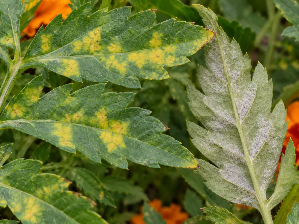 Close-up of downy mildew on marigold - angular yellow patches with pale underside growth